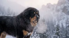 Bei eisiger Kälte und sengender Hitze: 7 Rassen, die das ganze Jahr über im Freien leben können