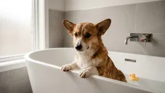 Wie man den Geruch von „nassem Hund“ loswird: schnelle und wirksame Methoden