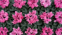 Welche beliebten Pflanzen überleben selten in einer typischen Wohnungsumgebung