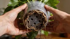 5 klare Zeichen, dass du deine Zimmerpflanze umtopfen solltest