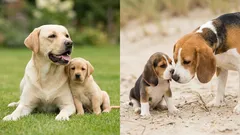 Vermisst ein Welpe seine Mutter? Was in den ersten Tagen wirklich dahintersteckt