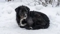 Streunerkatzen im Winter schützen: 5 sichere Tipps, die sofort helfen